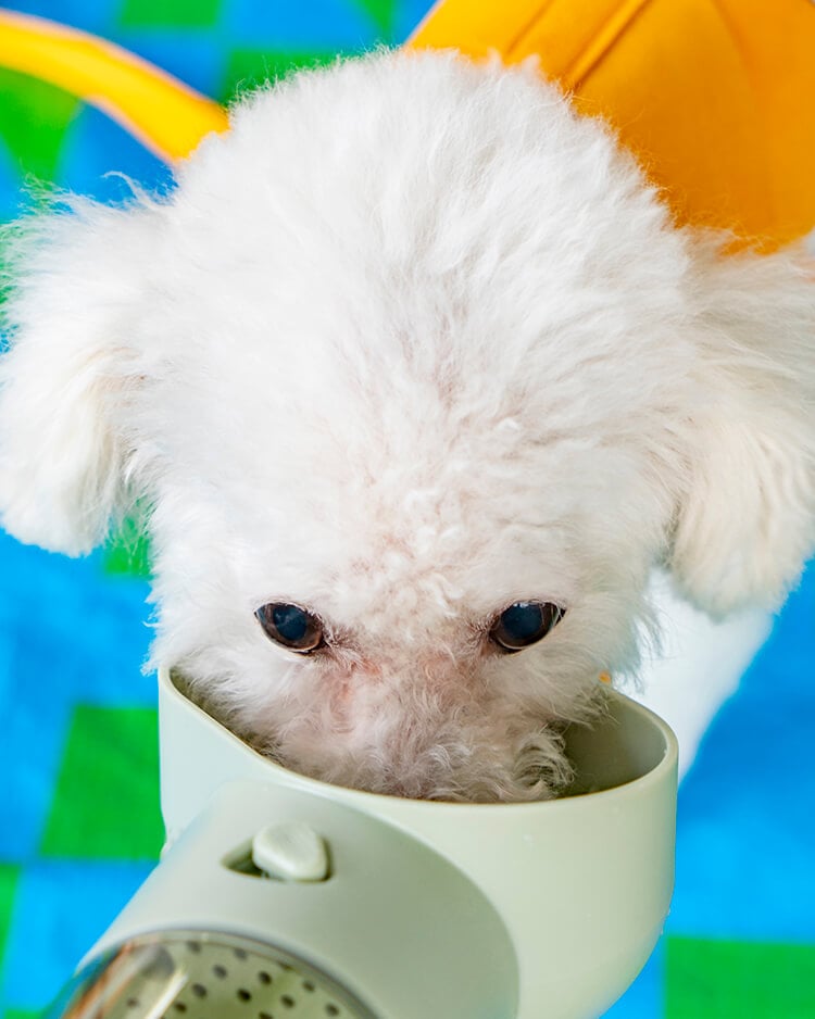 PIDAN PET TRAVEL BOTTLE