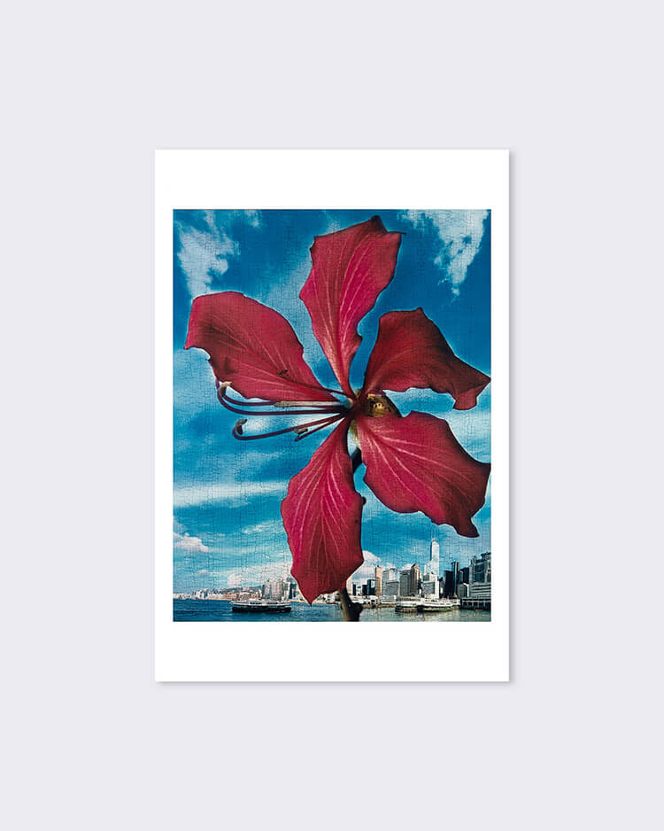 黃楚喬《洋紫荊花，於香港海灣》印製畫（S）